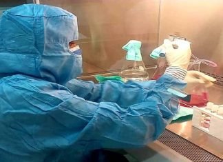 IVIC indaga mecanismos patógenos en las moléculas infectadas por Covid-19