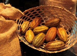 Valles Altos con sabor a Chocolate