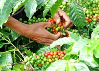 Caficultores producen 5,8% de la demanda en el país por falta de gasolina e insumos