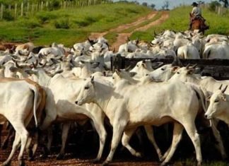 Fedenaga exhorta al gobierno proteger a productores agropecuarios