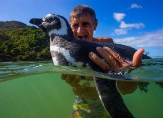 DinDim, el pingüino que visita a su salvador