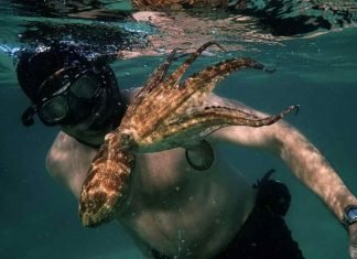 Mi maestro el pulpo:Un documental sorprendente