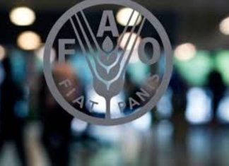 FAO asegura que pandemia Covid-19 agravará malnutrición en Latinoamérica