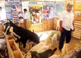 Festival Caprino 2020 se realiza en Asocabra núcleo Torres en Carora