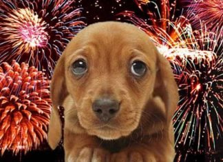 Recomendaciones para brindar tranquilidad a las mascotas en las fiestas decembrinas