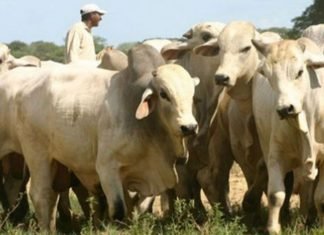 Fedenaga asevera que caída del consumo de carne y lácteos agudiza actividad ganadera