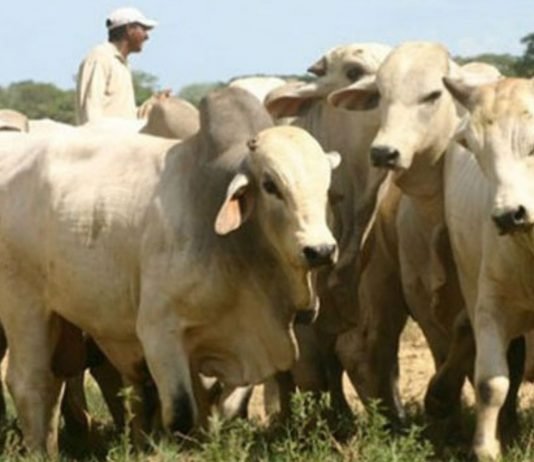 Fedenaga asevera que caída del consumo de carne y lácteos agudiza actividad ganadera