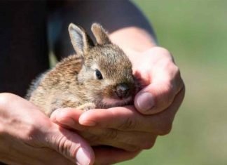 Video Viral “Conejo bebé”