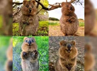 El Quokka, el animal más feliz del mundo