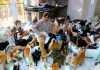 Una mujer cuida a 480 gatos en Omán