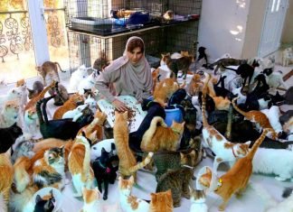 Una mujer cuida a 480 gatos en Omán