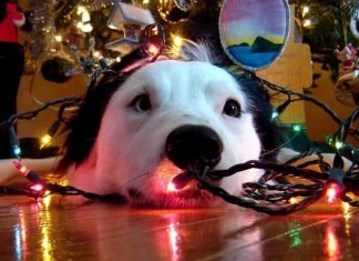 Consejos para mantener calmados a los perros frente a los fuegos artificiales