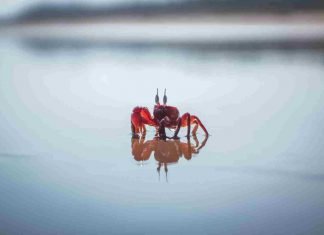 ¿Son inmortales los cangrejos?