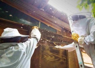 “Rescate de abejas Vanguardia”