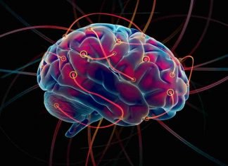 ¿Usamos el 10% del cerebro?