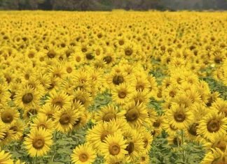 El esplendor de los girasoles de Turén