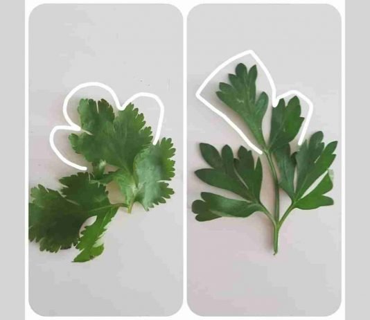 Diferenciar el cilantro del perejil