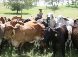 Fedenaga invita al gobierno para el rescate de las capacidades productivas del país