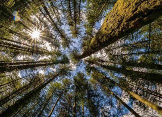 Día Mundial de la Naturaleza