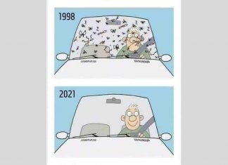 Insectos en el parabrisas