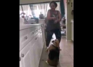 Este perro sí que sabe bailar