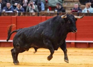 Los toros no se enfurecen con el color rojo