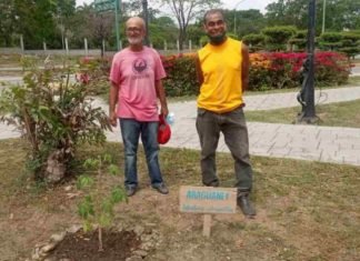 Barquisimetanos plantan araguaneyes