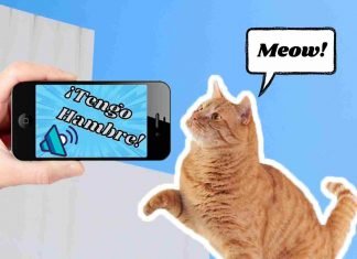 “Meowtalk”, la app que traduce a tu gato