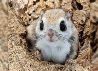 Ardilla voladora siberiana