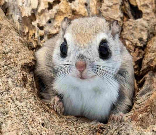 Ardilla voladora siberiana