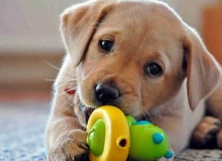 Todos los papás cuando dicen que no quieren perros (+Video)