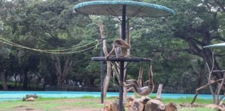 Parque Zoológico Bararida recibirá visitantes en semana de flexibilización