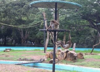 Parque Zoológico Bararida recibirá visitantes en semana de flexibilización