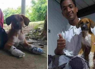Joven caminó con su perrita de Ecuador a Venezuela