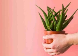 Beneficios del aloe vera para dormir bien