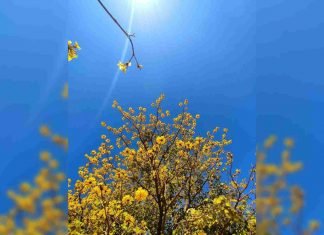 Araguaney, árbol nacional de Venezuela
