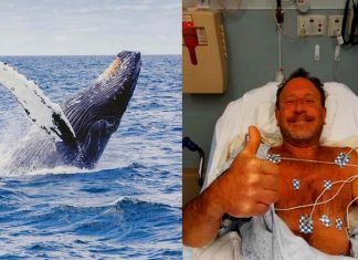 Ballena se traga entero a un buzo y luego lo escupe vivo