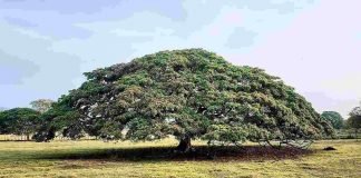 El Samán, el paragua natural