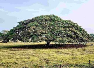 El Samán, el paragua natural