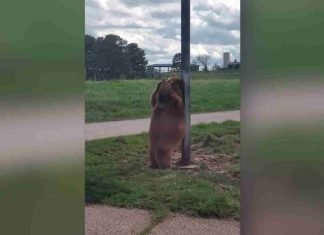 ¡Vaya flow tiene este oso! (Video)