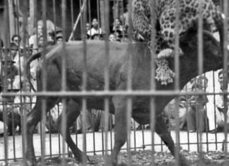 La pelea del tigre y el toro en Tarabana