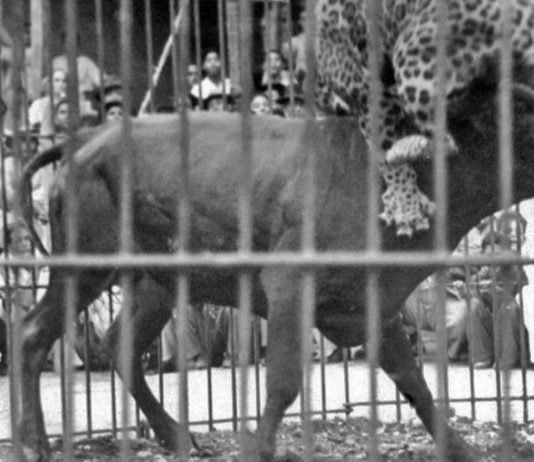 La pelea del tigre y el toro en Tarabana