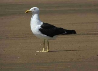 Descubren nueva gaviota en Paraguaná