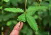 Mimosa pudica o Mimosa sensitiva
