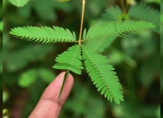 Mimosa pudica o Mimosa sensitiva