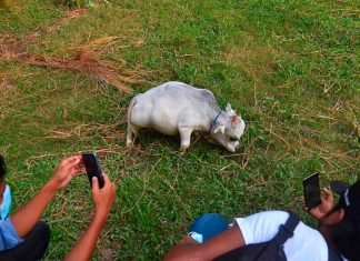 Rani, la vaca más pequeña del mundo