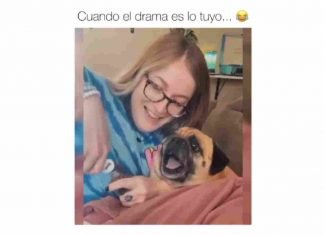 Video Viral Perro