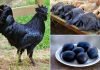 ¿Una gallina de color negro?