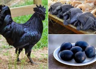 ¿Una gallina de color negro?