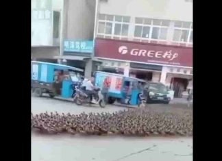 Estos patos tienen su propio paso